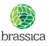 Брассика